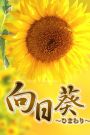 向日葵２ (浅草橋ルーム)